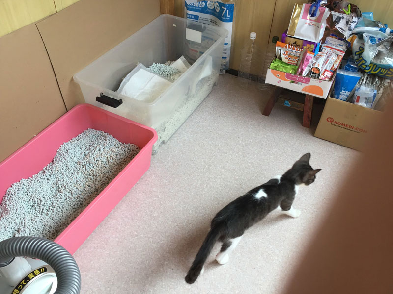 白血病のお部屋