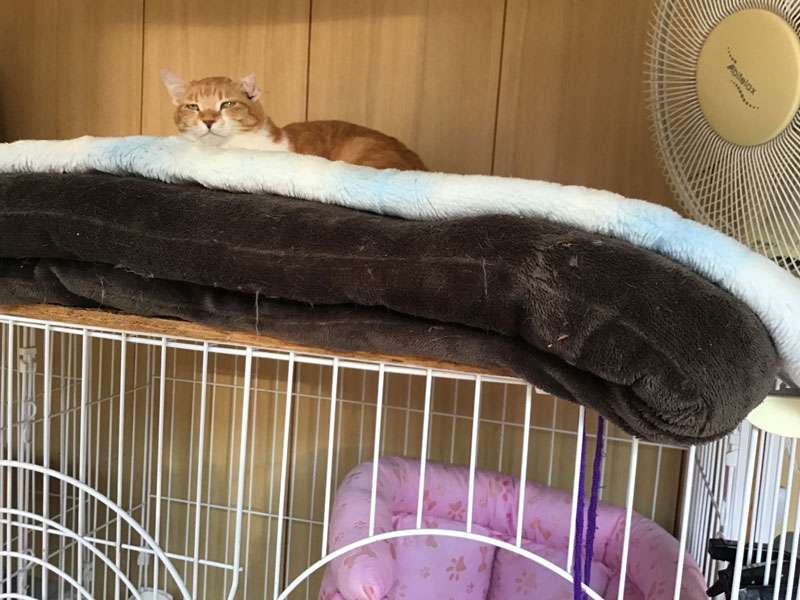 白血病のお部屋